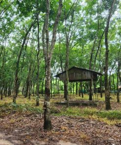 🪴Muốn cây tươi tốt chọn ngay đất này🌿🌻