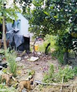 🔥Chốt gấp vị trí đắc địa🌳 tại Hòa Lợi, Bến Cát, Bình Dương 🕸️ 6m x 27m giá tốt.🌿