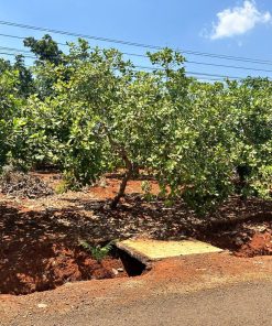 🌍Mua ngay 🏜️ Đất Bình Phước – Đầu tư thông minh, tương lai vững bền 💵 Giá cực sốc 💵