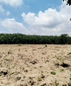 🔥SỠ HỮU NGAY🔥 Đất nông nghiệp Đồng Nai – Đầu tư hôm nay, thu hoạch tương lai 🌍