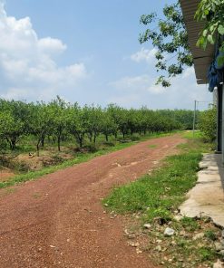 🔎Sở Hữu Đất Mặt Tiền Nông Nghiệp Đẹp – Thích Hợp Canh Tác Và Đầu Tư🌍