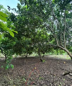 📢BIẾT TIN GÌ CHƯA Cơ Hội Đầu Tư Đất Nông Nghiệp📢: Tiềm Năng Sinh Lời Cao📈, Giá Tốt Nhất Khu Vực💸