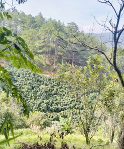 💥Cơ Hội Đầu Tư💥 Đất Đà Lạt: Khám Phá Thiên Đường🌳 Nằm Ở Chính Bạn