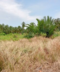 🔔 Bán 4 mảnh đất trồng cây lâu năm cực đẹp tại Bến Tre – Giá siêu ưu đãi 💸