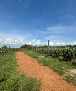 🌟Cơ Hội Vàng Sở Hữu 2 Mẫu Đất Vườn Thanh Long Trung Tâm Lagi - Sát Biển, Sinh Lời Bền Vững! 🌟