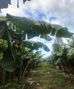 📝Bán đất trồng chuối Đồng Nai 🎋 Thu hoạch ngay🍌Doanh thu khủng 💵