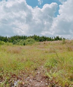 🔥 Cơ hội sở hữu lô đất lớn ngay mặt tiền Nhà Bè - Vị trí đắc địa, tiềm năng sinh lời cao! 🔥