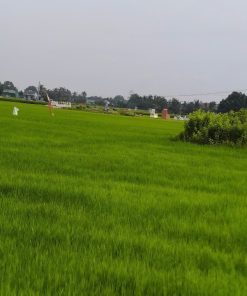 🎉Bán Đất Thổ Cư 🌊 Cần Đước, Long An - Diện Tích Rộng🌾, Mặt Tiền Đường Ô Tô 🚘