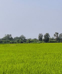 💸CỰC PHẨM ✨🌾 Đất nông nghiệp tại TP. Gò Công, Tiền Giang 🌾Cơ hội vàng đầu tư 💯