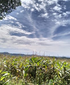 💎 BÁN ĐẤT ĐẸP TẠI GIA LÂM, LÂM HÀ, LÂM ĐỒNG 💎