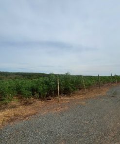 🌟 CƠ HỘI ĐẦU TƯ SIÊU TIỀM NĂNG TẠI HỚN QUẢN - BÌNH PHƯỚC 🌟