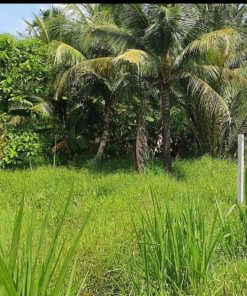 🏡🌳 CHÍNH CHỦ CẦN BÁN GẤP ĐẤT TRỒNG CÂY LÂU NĂM TẠI CÀNG LONG, TRÀ VINH 🌳🏡