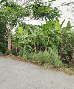 🌴BÁN ĐẤT TRỒNG CÂY LÂU NĂM 180,2m² 🌱- GIÁ HỜI - VỊ TRÍ LÝ TƯỞNG🌷