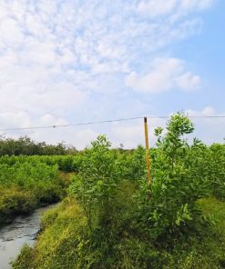 🏆Đất trồng cây lâu năm 🌳 cần bán gấp tại BRVT 🏝️ giá cực hot 🔥