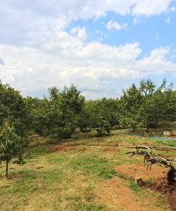 BÁN ĐẤT VƯỜN SẦU RIÊNG GẦN 12000M2 TẠI BẢO LÂM, LÂM ĐỒNG