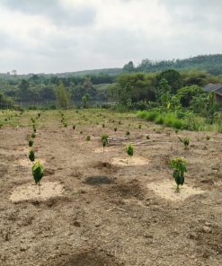 Đất mặt tiền 🏞️ dt 2500m2 tại Bù Đốp, BP giá chỉ 1tỷ1💸 - siêu rẻ💦