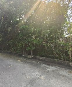 BÁN ĐẤT ĐẸP ĐƯỜNG TÂN THỚI NHÌ 29 - 318.9M2 FULL THỔ CƯ - HÓC MÔN