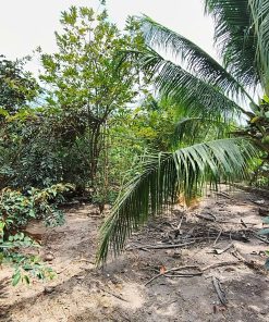 🌿 BÁN NHÀ VƯỜN ĐẸP 1.045,9m² – TRẢNG BÀNG, TÂY NINH – GIÁ 3,8 TỶ