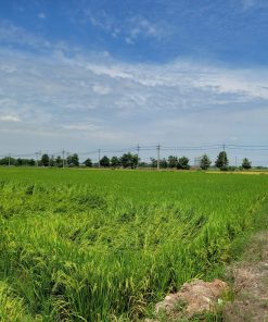 BÁN ĐẤT LỚN GIÁ TỐT TẠI TÂN PHÚ TRUNG, CỦ CHI – TP.HCM