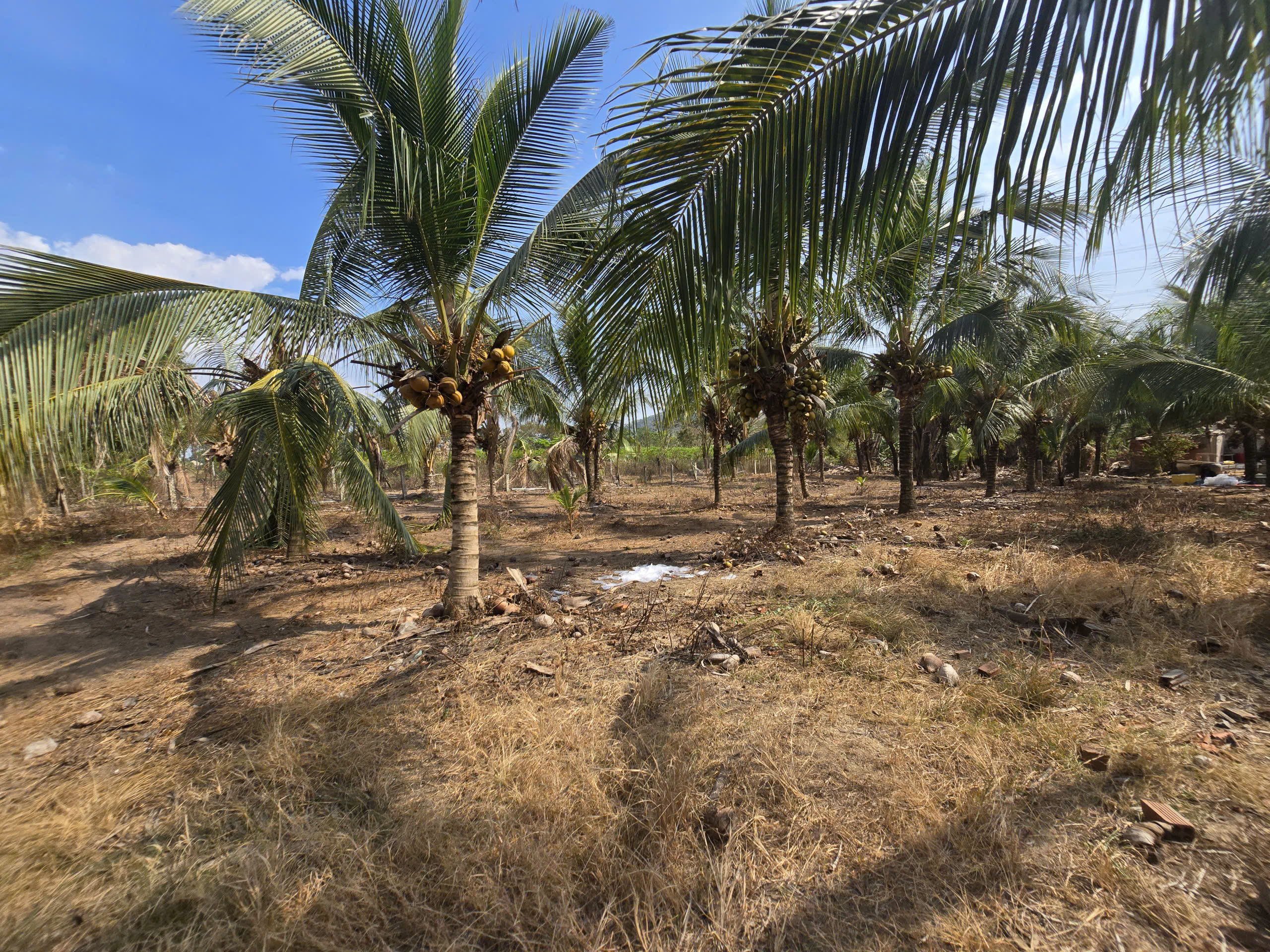 4340419822793299152 (20)