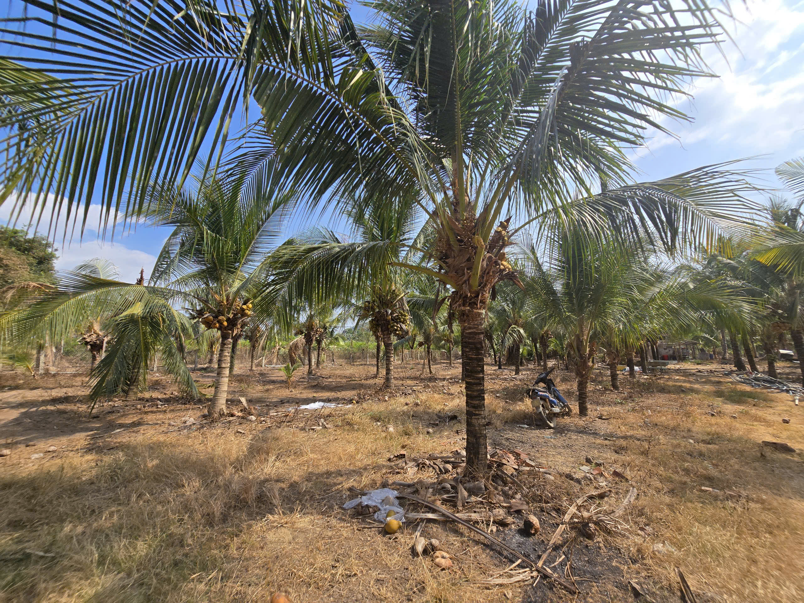 4340419822793299152 (34)