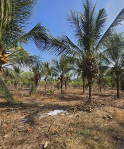 🚨 BÁN GẤP ĐẤT VƯỜN GIÁ TỐT TẠI HÀM TÂN – CÓ SẴN THU NHẬP💸