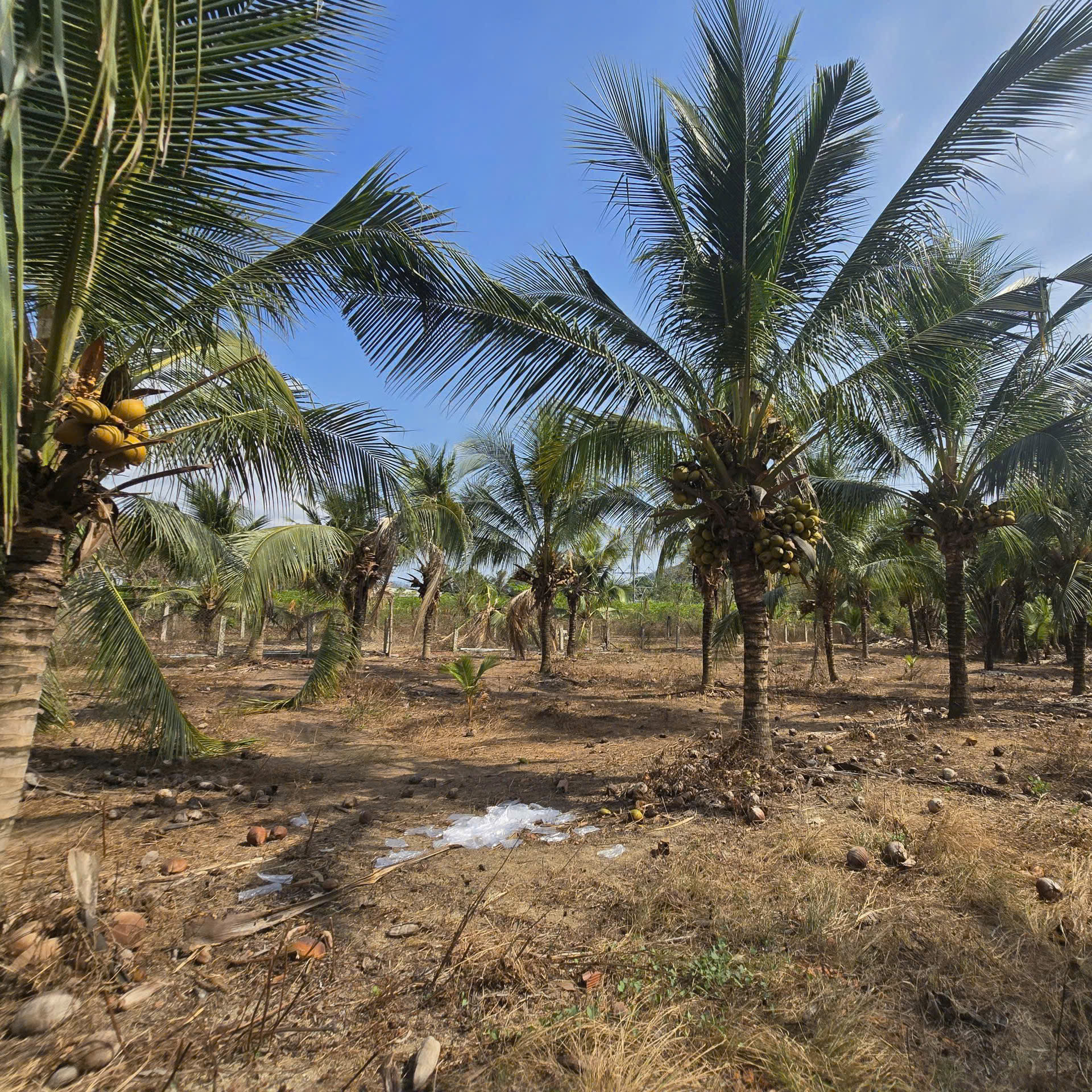 🚨 BÁN GẤP ĐẤT VƯỜN GIÁ TỐT TẠI HÀM TÂN – CÓ SẴN THU NHẬP💸